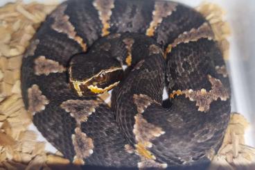 Schlangen kaufen und verkaufen Foto: Agkistrodon taylori  CB 2023