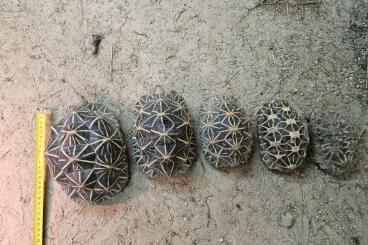 Warane kaufen und verkaufen Foto: Geochelone elegans Zuchtgruppe Warane kaufen und verkaufen Foto: Geochelone elegans Zuchtgruppe