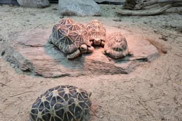 Landschildkröten kaufen und verkaufen Foto: Geochelone elegans Sternschildkröte 