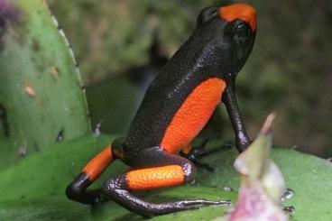 Poison dart frogs kaufen und verkaufen Photo: Versch. Oophaga Histrionica