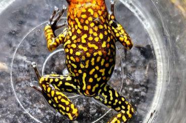 Pfeilgiftfrösche kaufen und verkaufen Foto: Diverse Oophaga Histrionica Pfeilgiftfrösche kaufen und verkaufen Foto: Diverse Oophaga Histrionica
