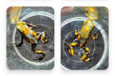 Poison dart frogs kaufen und verkaufen Photo: Oophaga histrionica caramel Tado Poison dart frogs kaufen und verkaufen Photo: Oophaga histrionica caramel Tado