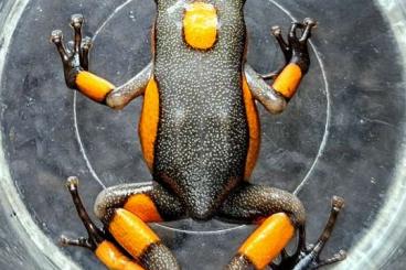 Poison dart frogs kaufen und verkaufen Photo: Oophaga histrionica Quibdo Poison dart frogs kaufen und verkaufen Photo: Oophaga histrionica Quibdo