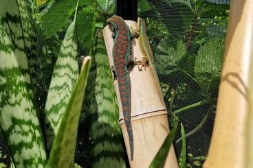 Geckos kaufen und verkaufen Foto: 1,1 Phelsuma borbonica mater "La Crète" abzugeben