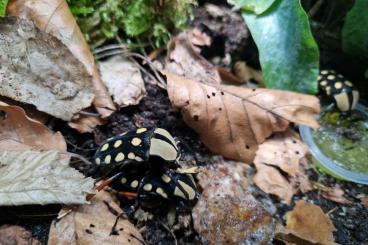 Insekten kaufen und verkaufen Foto: Amaurodes passerinii Paare abzugeben Insekten kaufen und verkaufen Foto: Amaurodes passerinii Paare abzugeben