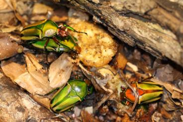 Insekten kaufen und verkaufen Foto: Eudicella hornimanni Larven abzugeben Insekten kaufen und verkaufen Foto: Eudicella hornimanni Larven abzugeben
