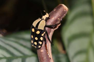 Insekten kaufen und verkaufen Foto: Amaurodes passerinii Larven abzugeben