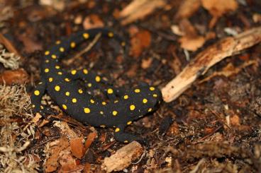 Newts kaufen und verkaufen Photo: Türkischer Bergbachmolch - Neurergus strauchii NZ 2025 Newts kaufen und verkaufen Photo: Türkischer Bergbachmolch - Neurergus strauchii NZ 2025