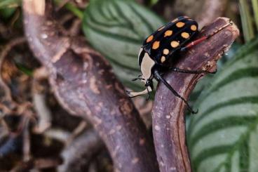 Insekten kaufen und verkaufen Photo: Amaurodes passerinii Larven abzugeben Insekten kaufen und verkaufen Photo: Amaurodes passerinii Larven abzugeben