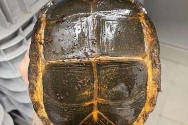 Schildkröten  kaufen und verkaufen Foto: CUORA GALBINIFRONS FOR HAMM SHOW