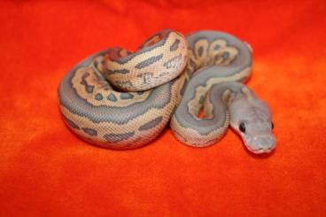 Ball Pythons kaufen und verkaufen Photo: Snakeday oder Hamm december specials
