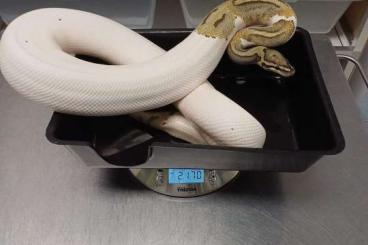 Königspythons kaufen und verkaufen Foto: Houten Snakeday / Hamm December Königspythons kaufen und verkaufen Foto: Houten Snakeday / Hamm December
