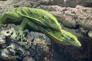 Echsen kaufen und verkaufen Foto: Varanus reisingeri aus eigener Nachzucht Echsen kaufen und verkaufen Foto: Varanus reisingeri aus eigener Nachzucht