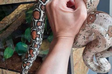 Boas kaufen und verkaufen Photo: 1.0 Boa constrictor constrictor 