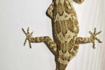 Geckos kaufen und verkaufen Photo: Bunopus, Stenodactylus, Pseudoceramodacylus Geckos kaufen und verkaufen Photo: Bunopus, Stenodactylus, Pseudoceramodacylus