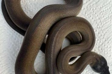 Schlangen kaufen und verkaufen Foto: Leiopython albertisii (Weißlippenpython) Schlangen kaufen und verkaufen Foto: Leiopython albertisii (Weißlippenpython)