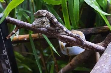 Geckos kaufen und verkaufen Foto: Hamm 09.03. Uroplatus, Eurydactylodes