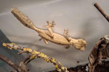 Geckos kaufen und verkaufen Photo: Uroplatus, Pseudogekko for Hamm Sept.