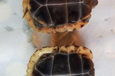 Schildkröten  kaufen und verkaufen Foto: Cuora galbinifrons CB 2020
