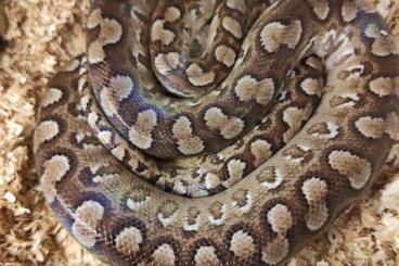 Boas kaufen und verkaufen Photo: Epicrates c. alvarezi Argentinische Regenbogen Boa Boas kaufen und verkaufen Photo: Epicrates c. alvarezi Argentinische Regenbogen Boa