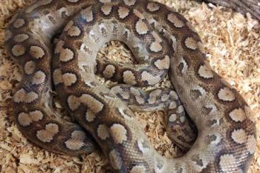 Snakes kaufen und verkaufen Photo: Argentinische Regenbogenboa