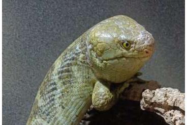 Lizards kaufen und verkaufen Photo: Corucia zebrata for Houten Lizards kaufen und verkaufen Photo: Corucia zebrata for Houten