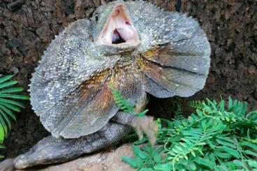 Lizards kaufen und verkaufen Photo: 1. 0 Chlamydosaurus Kingii adult red and babies Lizards kaufen und verkaufen Photo: 1. 0 Chlamydosaurus Kingii adult red and babies