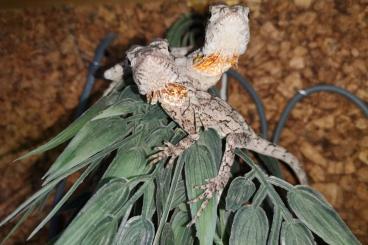 Lizards kaufen und verkaufen Photo: 1.1 Chlamydosaurus Kingii adult. Red babies Lizards kaufen und verkaufen Photo: 1.1 Chlamydosaurus Kingii adult. Red babies