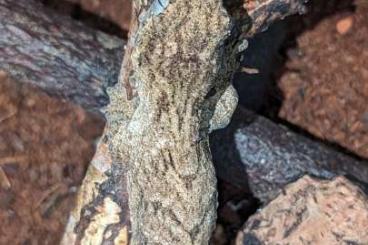Geckos kaufen und verkaufen Foto: Rhacodactylus leachianus 
