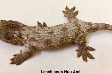 Geckos kaufen und verkaufen Foto: R.Leachianus Avalaibles **EXPOTERRARIA H 6/11/2021