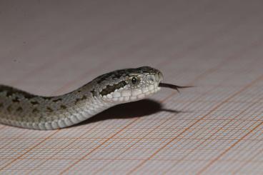 Giftschlangen kaufen und verkaufen Photo: Vipera ursinii rakosiensis NZ/CB 2025 Giftschlangen kaufen und verkaufen Photo: Vipera ursinii rakosiensis NZ/CB 2025