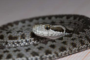 Venomous snakes kaufen und verkaufen Photo: Vipera ursinii rakosiensis