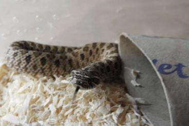Schlangen kaufen und verkaufen Foto: heterodon nasicus 66% triple het ghjost/albino