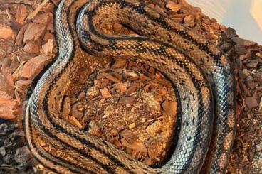 Snakes kaufen und verkaufen Photo:  0.1 Rhinechis scalaris NZ 2022
