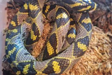 Colubrids kaufen und verkaufen Photo: 0.1 Euprepiophis mandarinus adult