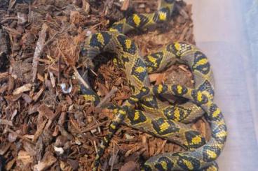 Nattern ungiftige kaufen und verkaufen Foto: 0.1 Euprepiophis mandarinus adult Nattern ungiftige kaufen und verkaufen Foto: 0.1 Euprepiophis mandarinus adult