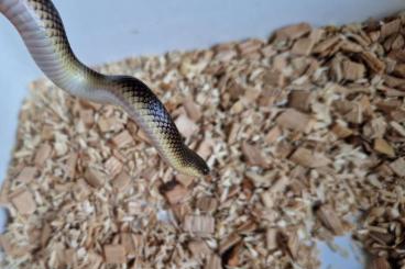 Colubrids kaufen und verkaufen Photo: 1.2 Clelia rustica / Paraphimophis rustica Colubrids kaufen und verkaufen Photo: 1.2 Clelia rustica / Paraphimophis rustica
