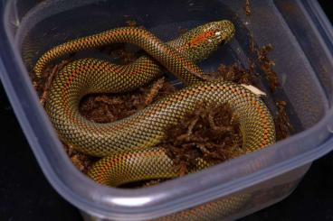 Snakes kaufen und verkaufen Photo: 2.1 Lamprophis aurora CBB 2023