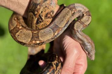 Boas kaufen und verkaufen Foto: 1.1 Boa C. I. Corn Island 2019