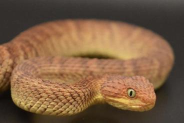Schlangen kaufen und verkaufen Foto: 0.1 Atheris squamigera - Bush Viper 2024 Schlangen kaufen und verkaufen Foto: 0.1 Atheris squamigera - Bush Viper 2024