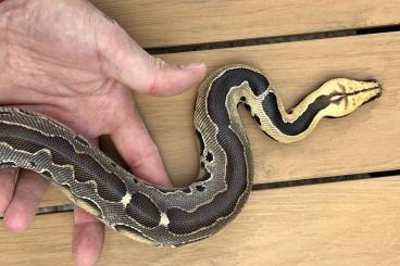 Schlangen kaufen und verkaufen Foto: *HAMM* Python Breitensteini - Blutpython - Blood python - 2023