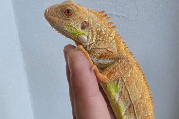 other lizards kaufen und verkaufen Photo: Grüne Leguane / Iguana iguana morphs CB 2024
