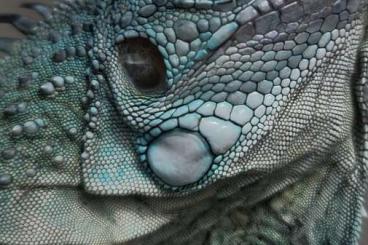 other lizards kaufen und verkaufen Photo: Grüne Leguane / Iguana iguana morphs CB 2024 other lizards kaufen und verkaufen Photo: Grüne Leguane / Iguana iguana morphs CB 2024