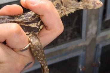 Monitor lizards kaufen und verkaufen Photo: Bindenwarane / Varanus salvator PREORDER Monitor lizards kaufen und verkaufen Photo: Bindenwarane / Varanus salvator PREORDER