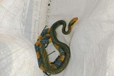 other lizards kaufen und verkaufen Photo: SEARCH VARANUS, EGERNIA, TILIQUA AND MORE other lizards kaufen und verkaufen Photo: SEARCH VARANUS, EGERNIA, TILIQUA AND MORE