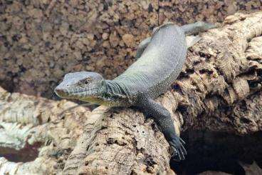 Monitor lizards kaufen und verkaufen Photo: SPECIAL OFFER FOR HAMM SATURDAY