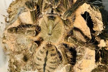 Vogelspinnen kaufen und verkaufen Foto: Biete Vogelspinnen zum Versand