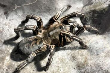 - bird spiders kaufen und verkaufen Photo: Asiatische Vogelspinnen abzugeben (Versand)