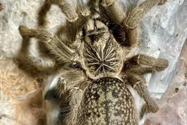 - bird spiders kaufen und verkaufen Photo: 0.1 Harpactira dictator (ADULT) - bird spiders kaufen und verkaufen Photo: 0.1 Harpactira dictator (ADULT)