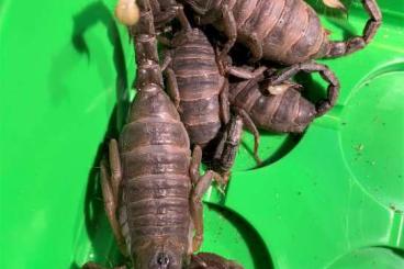 Scorpions kaufen und verkaufen Photo: RARITÄT: Gigantometrus Swammerdami (Riesen-Waldskorpion) Scorpions kaufen und verkaufen Photo: RARITÄT: Gigantometrus Swammerdami (Riesen-Waldskorpion)